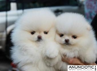 Regalo cachorritos de pomerania de pura raza para un nuevo hogar,,=