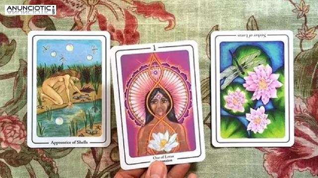 Soñar Con Flores Moradas, Tarot Escorpio Amor Hoy