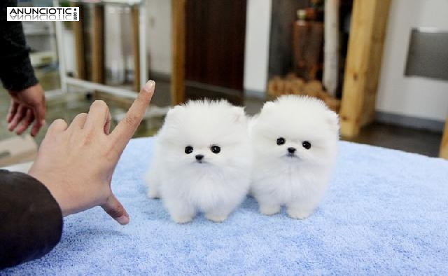  CACHORRITOS DE POMERANIA TOYS