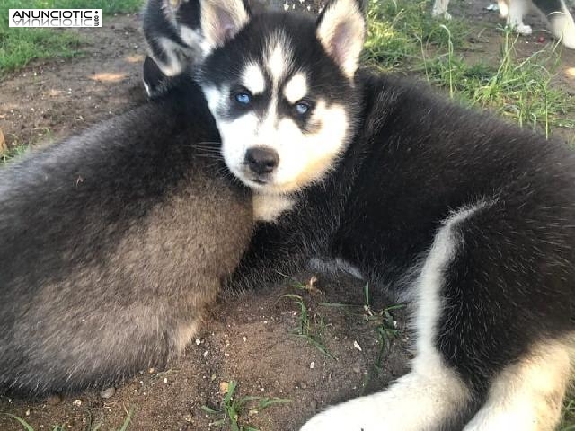 Regalo Husky Siberiano