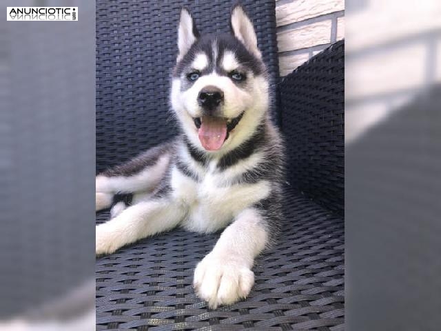 Regalo Husky Siberiano