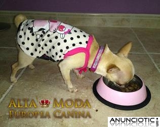 Camisetas para Perros. Ropa para Perros