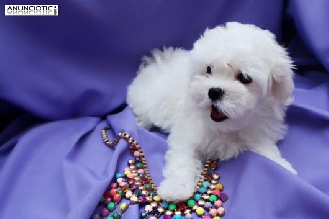 Cachorros malteses asombrosos y limpios