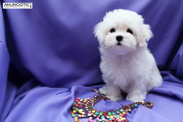 Cachorros malteses asombrosos y limpios