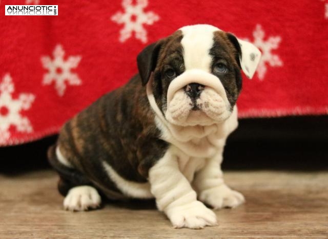 Hermosos cachorros de bulldog inglés para adopción