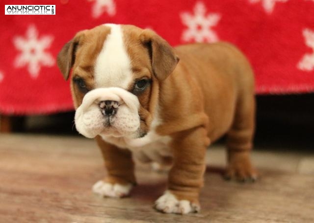 Hermosos cachorros de bulldog inglés para adopción