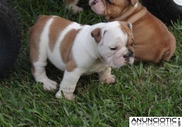 Dos hermosos cachorros bulldog Inglés (richard.breman @ gmail.com)