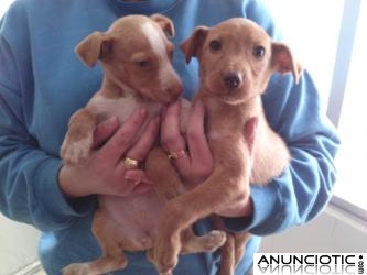 vendo dos preciosos cachorros de podenco andaluz