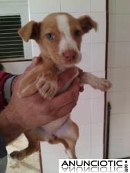 vendo dos preciosos cachorros de podenco andaluz