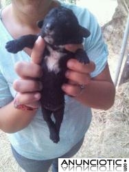 cachorros de perros de agua