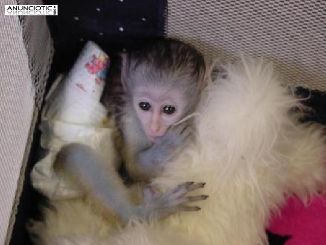  Así monos capuchinos bebé capacitado