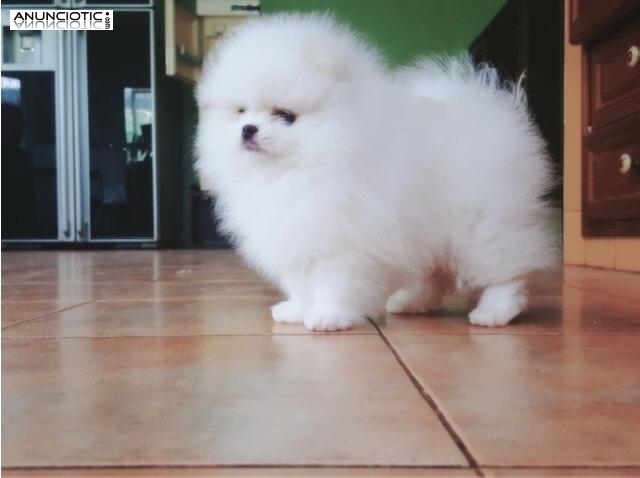 Cachorros Pomeranian blancos para la adopción