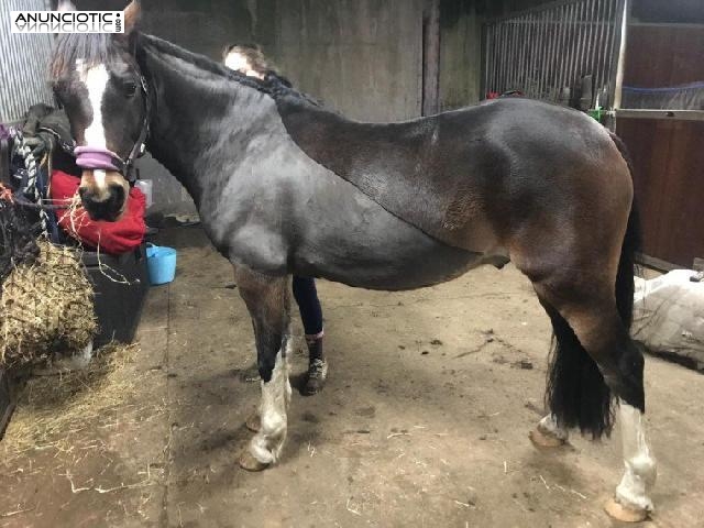 En Venta 14hh Welsh Pony 8 Años