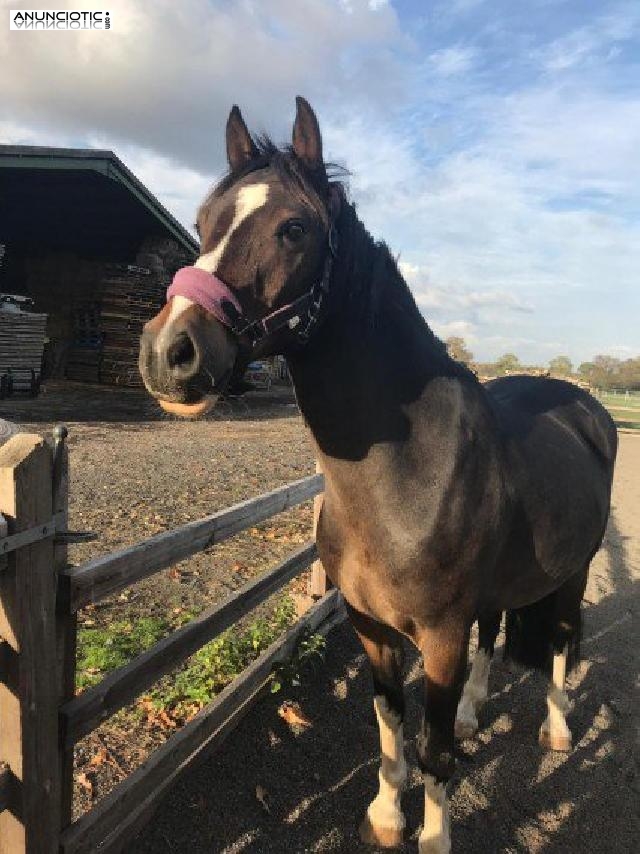 En Venta 14hh Welsh Pony 8 Años