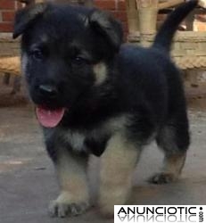 	cachorros de pastor aleman para un nuevo hogar