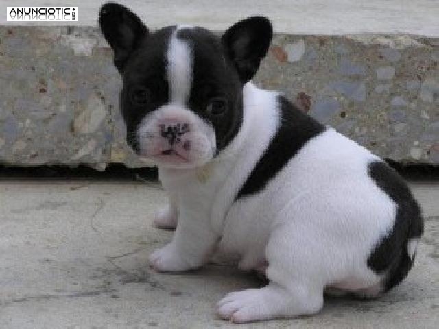 Hermoso bulldog francés macho y hembra disponible