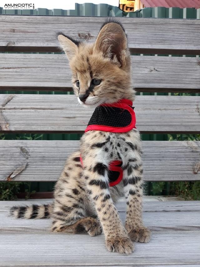 Serval y Savannah, caracal Gatitos registrados