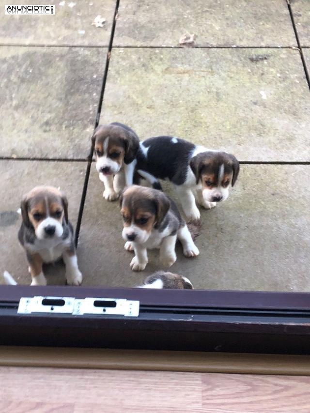 cachorros beagle