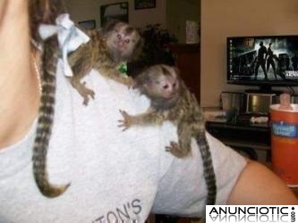 Monos tití bebé en adopción.