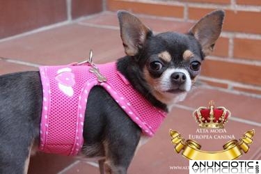 Comprar Arnes para Perros