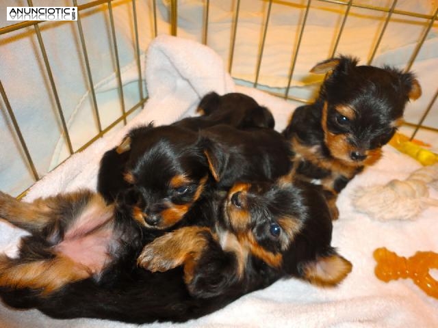 Hermosos cachorros Yorkie machos y hembras.!