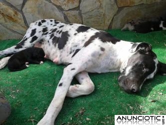 cachorros de gran danes