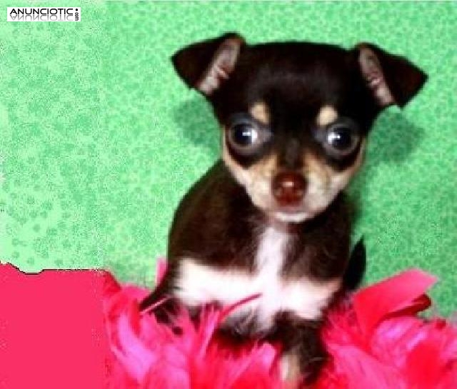 CHIHUAHUAS PERROS IDEALES