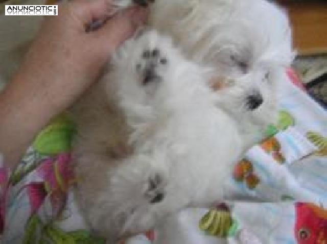 Bichones Malteses, cachorritos con Garantías 