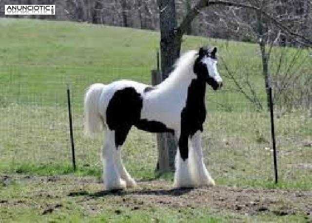 Gypsy Vanner Caballos