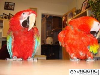 Hermosa guacamaya roja loros 