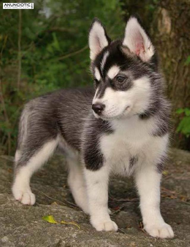  * * * REGALO HUSKY SIBERIANO* * *