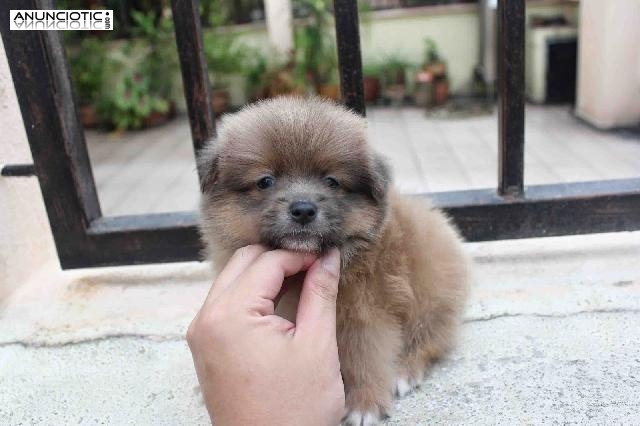 cachoros pomeranian de raza para adopcion