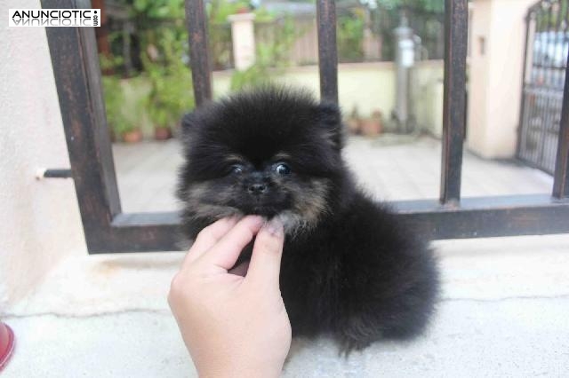 cachoros pomeranian de raza para adopcion