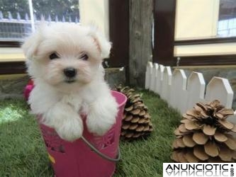 REGALO BICHON MALTES MACHO Y HEMBRA PARA (NAVIDAD)