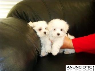 REGALO Bichon Maltés cachorros disponibles leonado vacunados,  REGALO