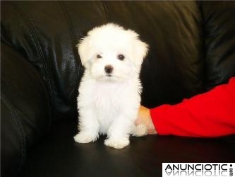 REGALO Bichon Maltés cachorros disponibles leonado vacunados,  REGALO