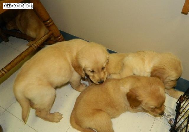 Regalo Magnifico Cachorros Golden Retriever para su adopcion libre