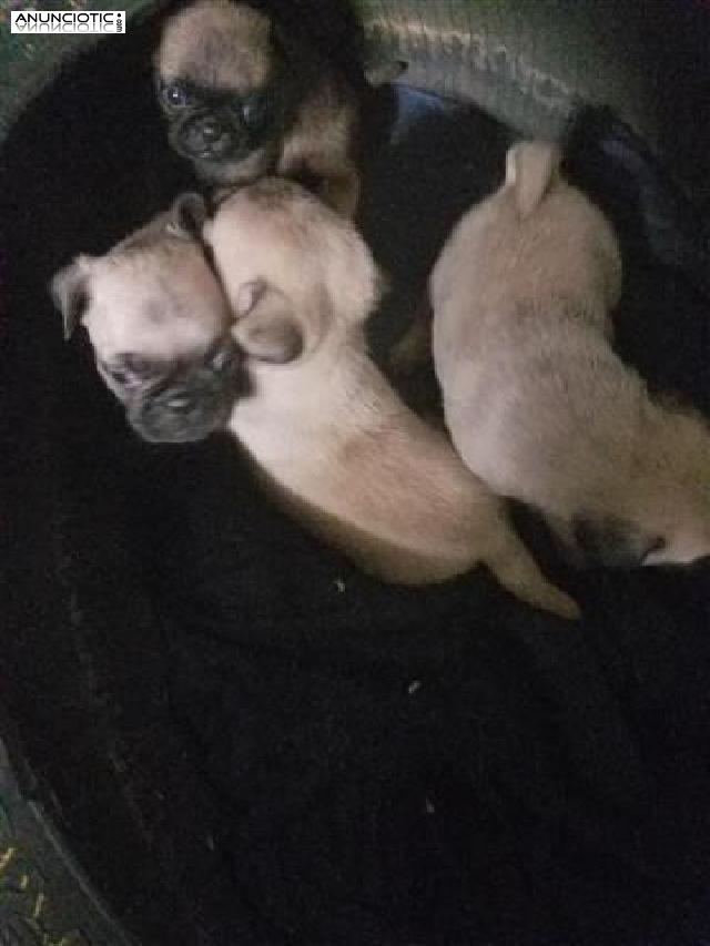 Pug carlino cachorros machos y hembras