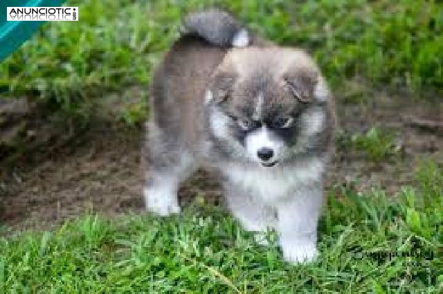 Cachorros Pomsky (+18329058156).