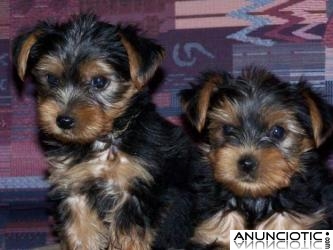 Dos Cachorros yorkie monos y cariñosos Disponibles para adopción