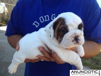 Regalo -: bulldog ingles cachorros macho,