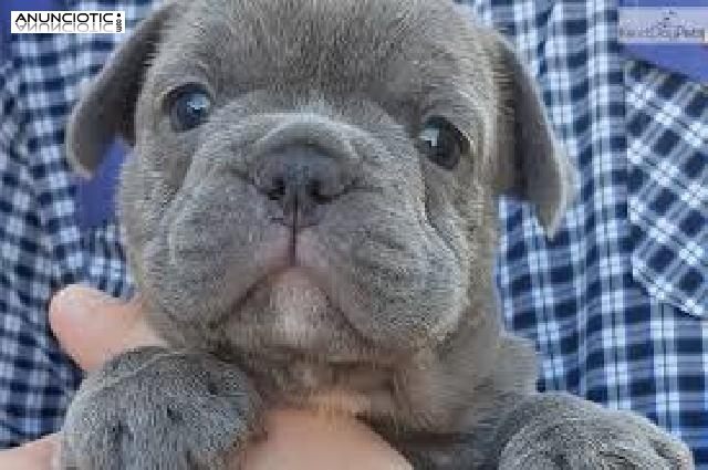 Regalo precioso y encantador cachorro de bulldog francés`,