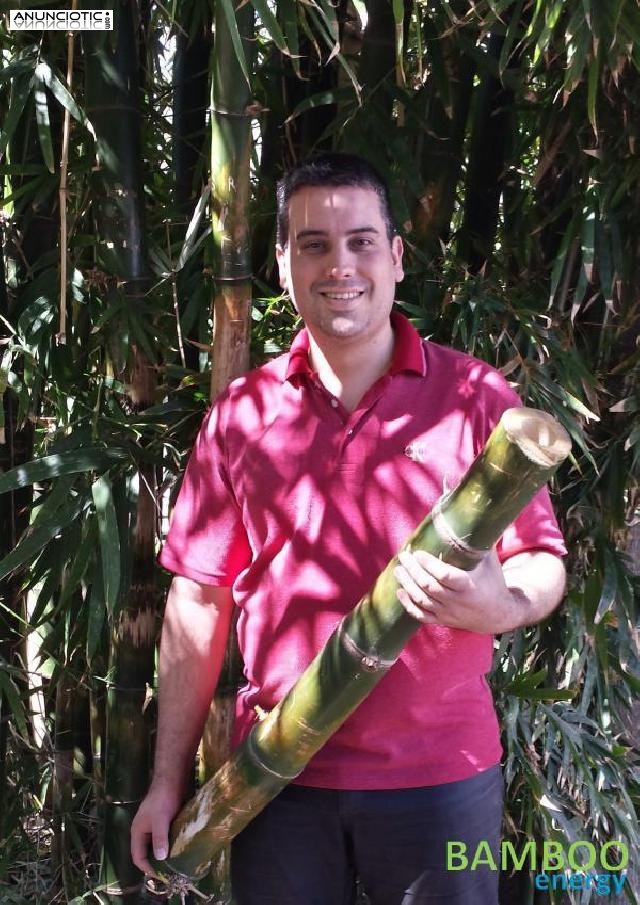 Semillas de bambu gigante certificado 