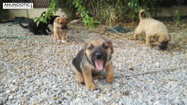 REGALO CAMADA DE 6 PERRITOS