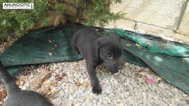 REGALO CAMADA DE 6 PERRITOS