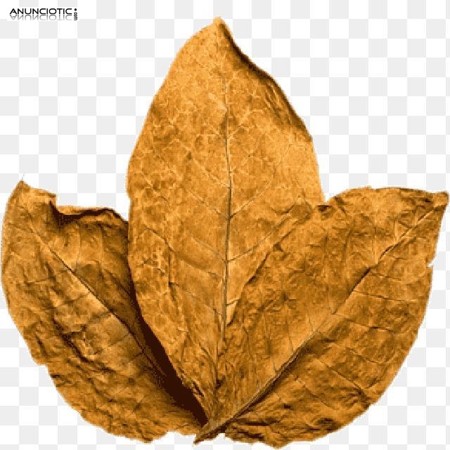 Hoja de Tabaco Natural Virginia Rubio/Negro. 633438735