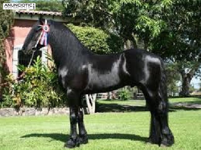  Friesian Caballo