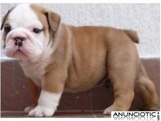 REGALO, Bulldog Ingles 