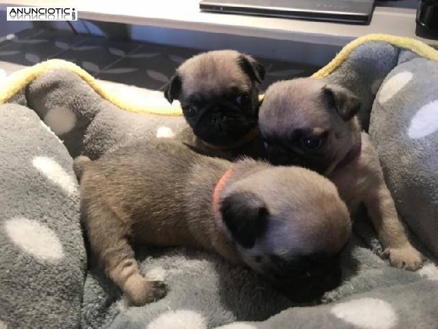 Cachorros de pug para adopcion