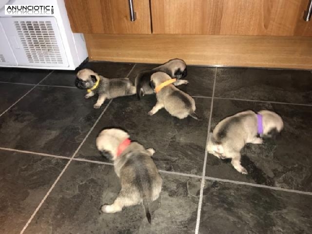 Cachorros de pug para adopcion